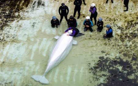 Several belugas from Marineland have health issues, Chicago aquarium says