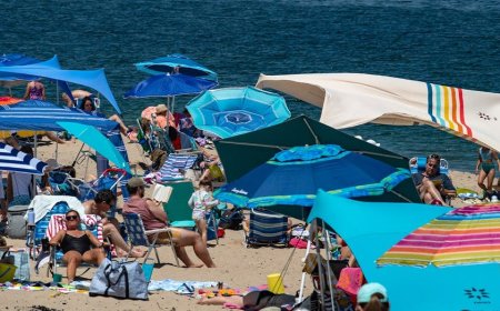How a booming coastal escape learned to coexist with the ocean’s top predator