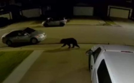 Black bear wanders through Edmonton neighbourhoods overnight