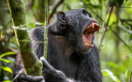 MMA fighter confidently believes he can beat a chimpanzee in a fight and claims it will be livestreamed