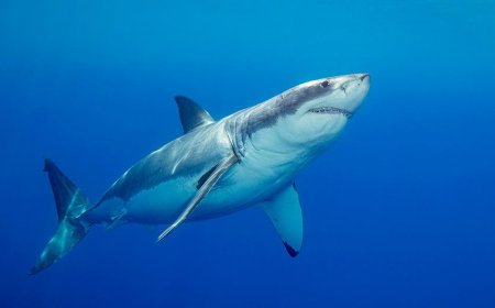 'Devoted' father and grandfather-to-be swimming at popular beach killed in suspected fatal shark attack