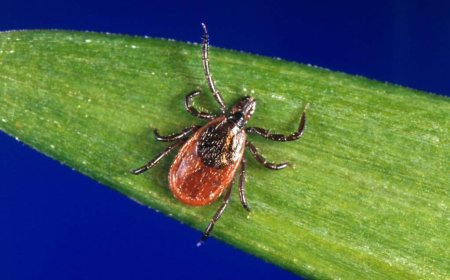 Pharmacy treatments for Lyme disease cut N.S. emergency visits in half: study