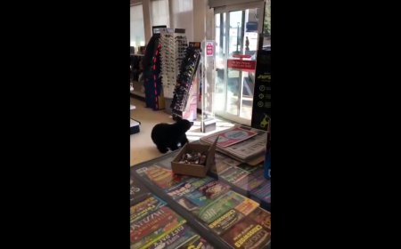Mother and baby bear wander into B.C. pharmacy in now viral video