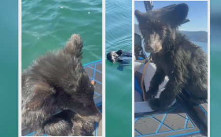 Bear cub rescued from Okanagan Lake faces uncertain future