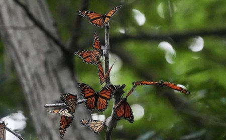 Anyone with a cellphone can help track monarch butterflies tagged in New Brunswick