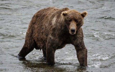 Fat Bear Week is back. Meet the heavyweights vying for the title