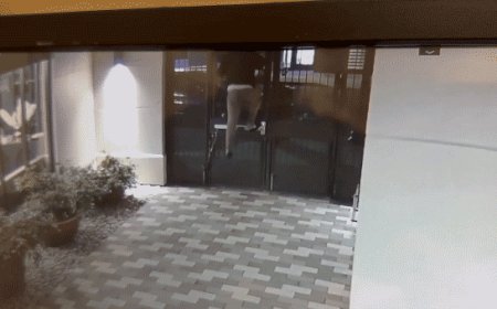 Man scales locked gate in chilling video after allegedly chasing college student home, then walks free: police