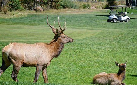 Bull elk in Colorado nicknamed 'Smash' is chasing off trucks and golf carts