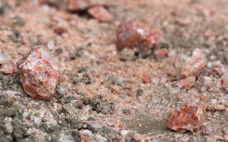 Trump says U.S. to continue buying Canadian potash — but wants cheaper price