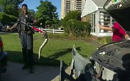 New Jersey police pull out 3-foot python from woman's car grille, bodycam video shows