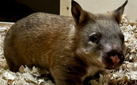 Toronto Zoo seeking names for ‘little potato’ baby wombat