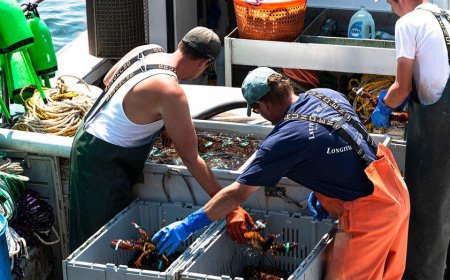 Maine lobsterman catches ultra-rare cotton candy lobster with crazy odds: 'It just glowed'