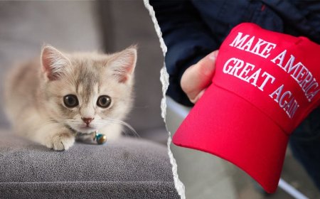 NYC kitten rescue defends ‘NO F---ING MAGA’ adoption policy as PETA calls for it to be abolished