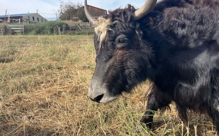 From meat to the saddle: B.C. rancher trains yaks to carry riders