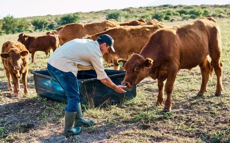 America's beef supply shrinks as cattle farmer warns 'the numbers are just not here anymore'
