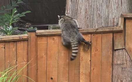 Raccoon euthanized after leg caught in trap in Langley