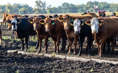Cut the bull: The real reason beef costs so much — and what Trump is trying to do