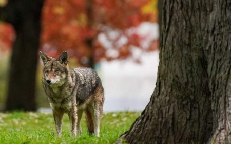 Parts of Nova Scotia national park closed temporarily after coyote bite: Parks Canada