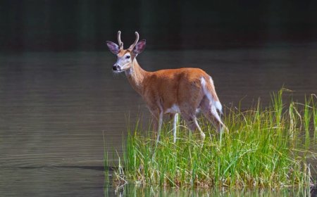 Bass angler couldn't use LiveScope, so he followed whitetail deer to find the fish instead