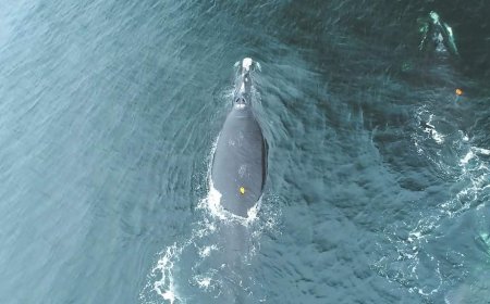 North Atlantic right whales feed closer to surface increasing collision risk: study