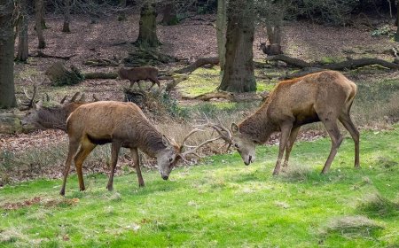 Bucks go toe-to-toe in man's yard, manage to avoid his truck & boat during antler-locking combat