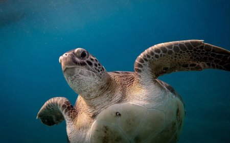 Ukrainian influencers filmed themselves sitting on top of sea turtle while it tries to lay eggs