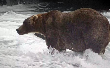 The Champion of chonk: Backpack takes the 2026 Fat Bear Week crown at Katmai National Park