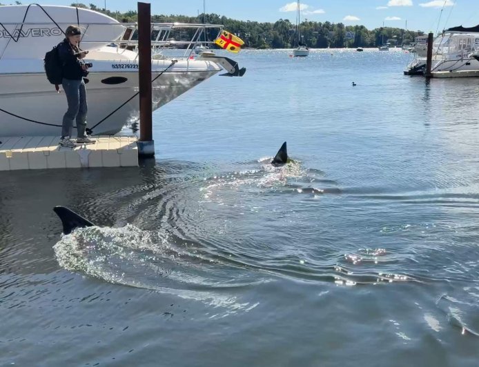 Massive 30-foot basking shark stuns onlookers in Nova Scotia