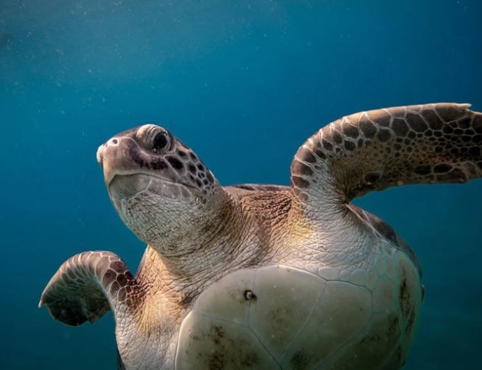 Ukrainian influencers filmed themselves sitting on top of sea turtle while it tries to lay eggs