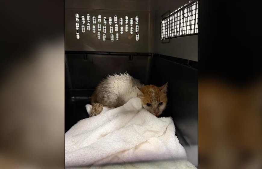 Montreal cat returns home after 2 weeks on loose at Toronto Pearson airport