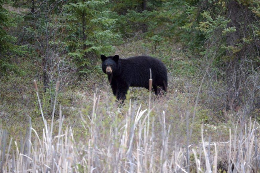 Woman airlifted to hospital after bear attack near Whistler, B.C.