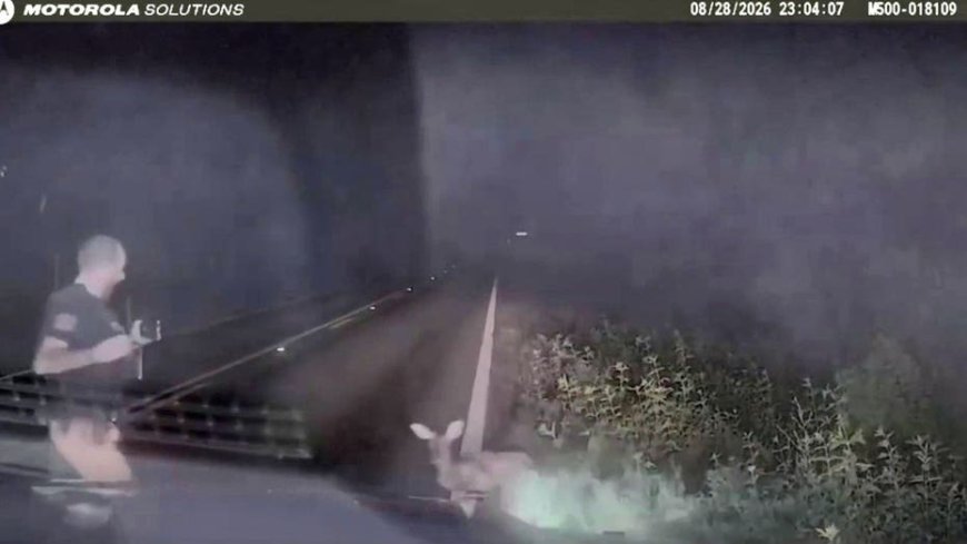 Texas deputy screams and runs after 'dead' deer springs to feet in viral encounter