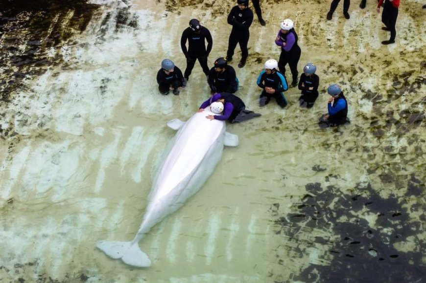 Several belugas from Marineland have health issues, Chicago aquarium says