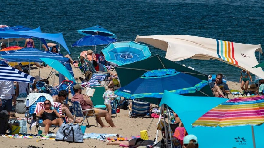 How a booming coastal escape learned to coexist with the ocean’s top predator