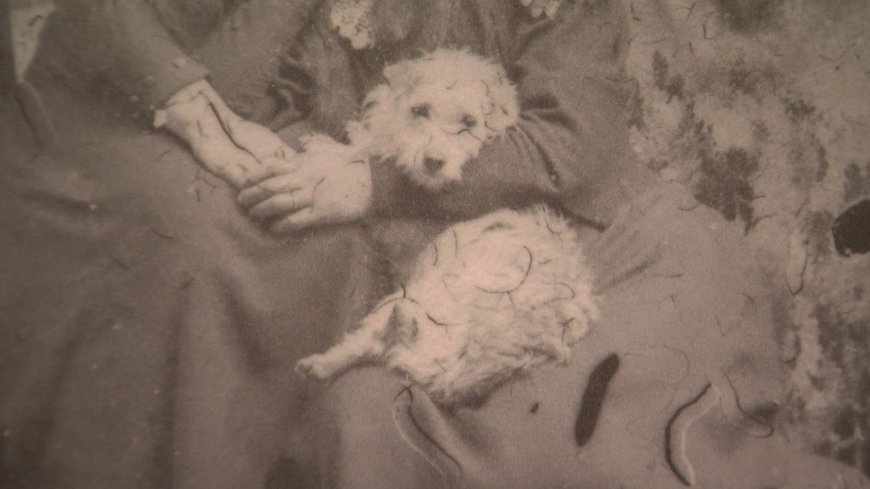 Extremely rare Woolly Dog pelt back in B.C. after more than 160 years