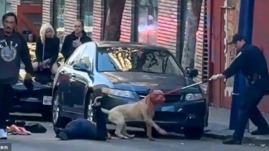 Horror: Blood Drips From Pit Bull’s Maw After It Viciously Mauls Woman in San Francisco