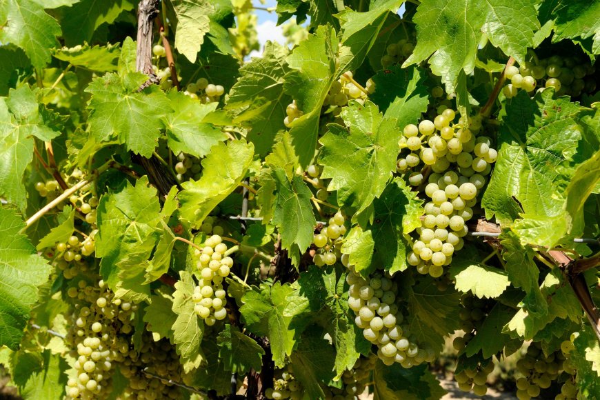Ontario’s alcohol industry bracing for U.S. import ban after early trade war gains
