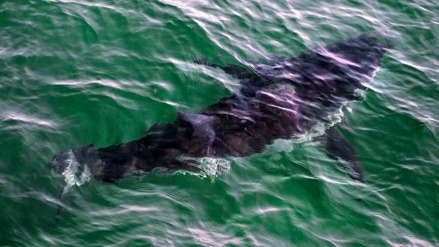 Diver hospitalized after great white shark attack off Quebec’s Gaspé coast