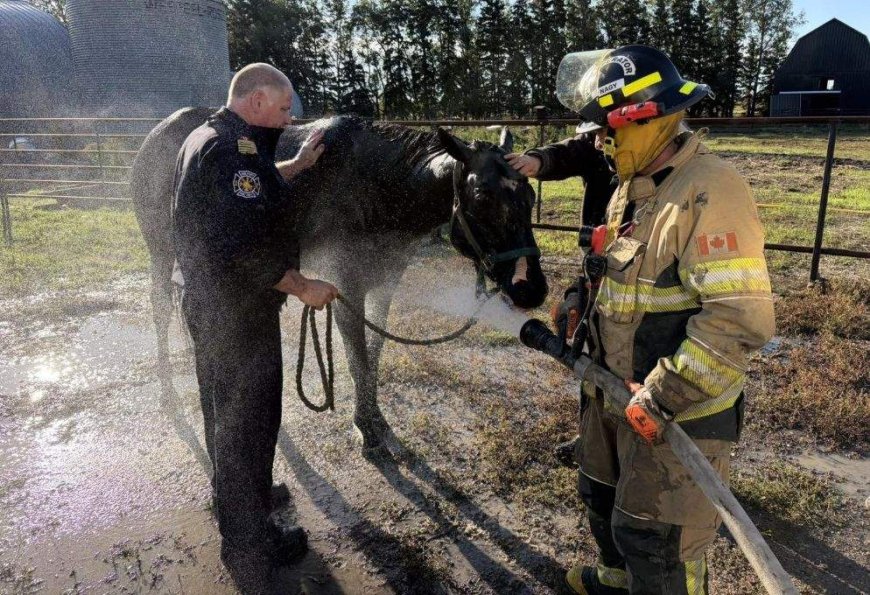 Crews rescue ‘completely exhausted’ horse from mud pit in Saskatchewan