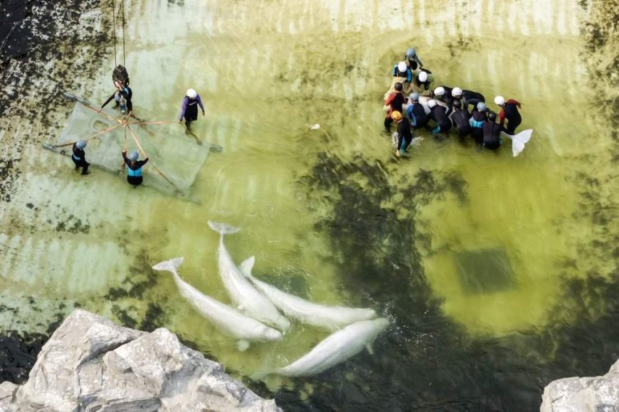 Third Marineland beluga dies after move, this time in Spain