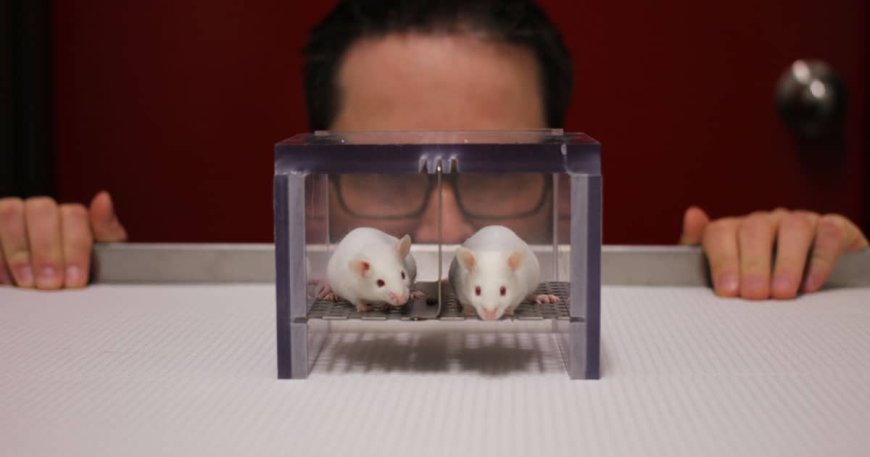 Scientists Create Genetically Engineered Mice with Half-Human Brains