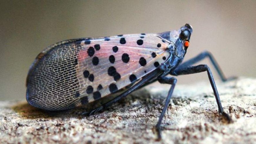 This invasive species has just been found in Canada for the 1st time