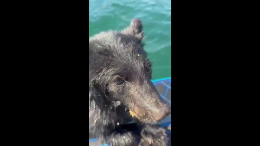 B.C. family rescues exhausted baby bear swimming in Okanagan Lake