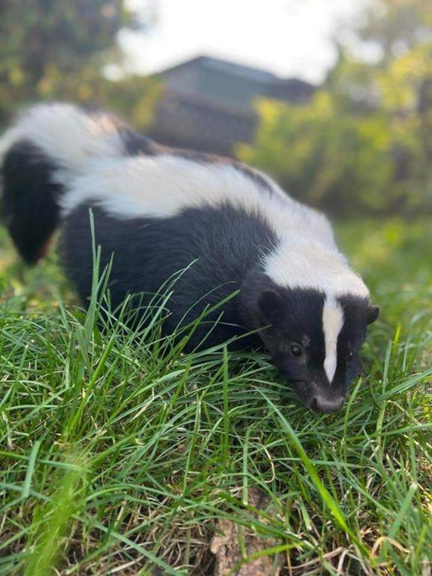 Skunk rabies case prompts public warning in B.C. Interior