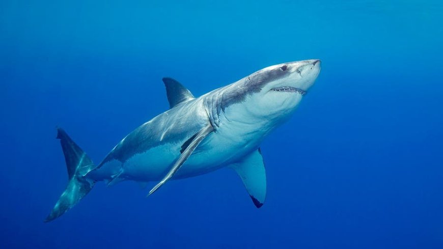 'Devoted' father and grandfather-to-be swimming at popular beach killed in suspected fatal shark attack