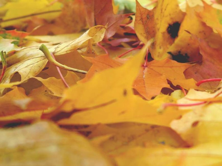 Best leaf blowers of 2026: Top picks for easy yard cleanup