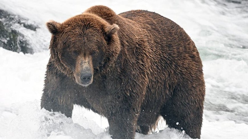 Fat Bear Week bracket is set: meet the heavyweights, underdogs and defending champ in this year's tournament