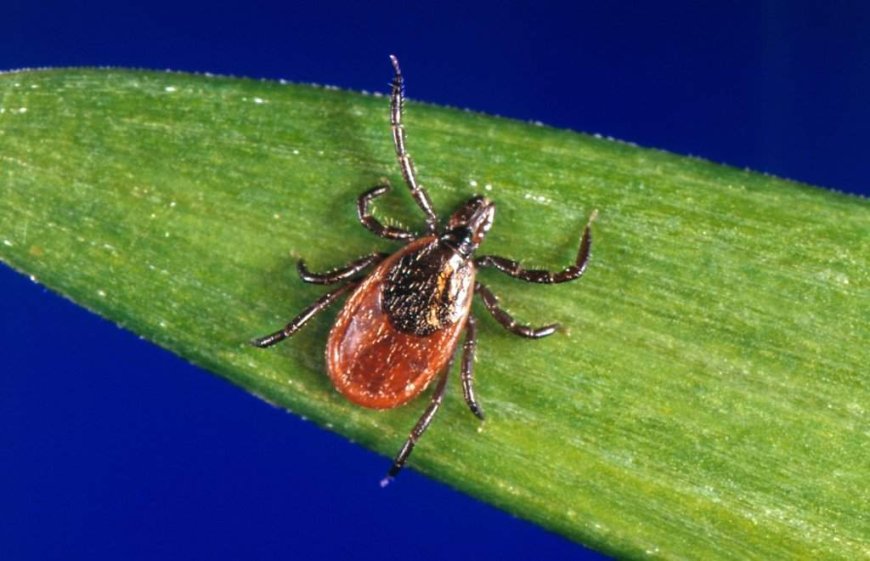 Pharmacy treatments for Lyme disease cut N.S. emergency visits in half: study