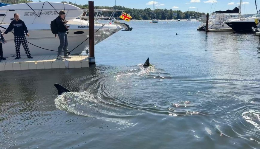 Massive 30-foot basking shark stuns onlookers in Nova Scotia
