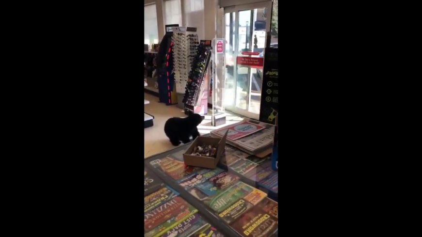 Mother and baby bear wander into B.C. pharmacy in now viral video